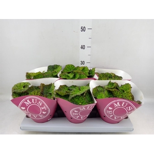 Begonia BD 'Lime Fever'