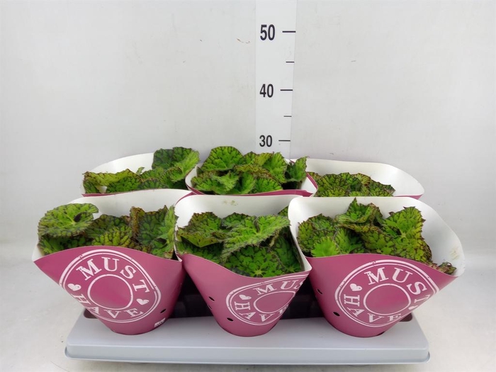 <h4>Begonia BD 'Lime Fever'</h4>