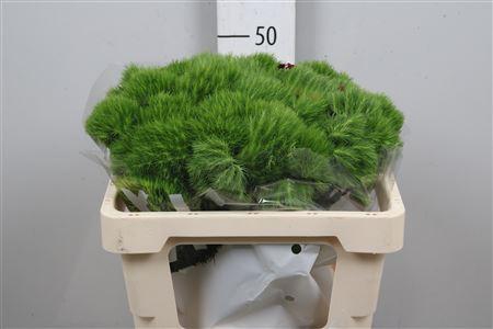 <h4>Di Barb Green Wicky</h4>