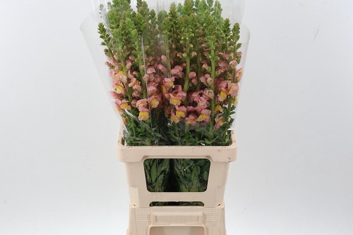 <h4>Antir Poto Salmon</h4>