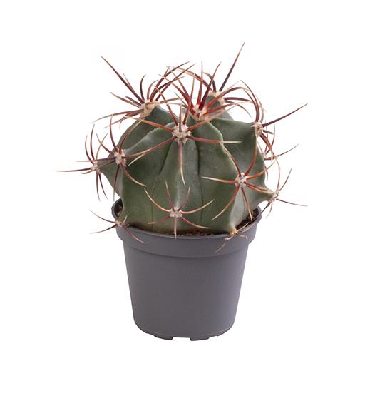 FEROCACTUS RECTISPINUS p6 Latispinus