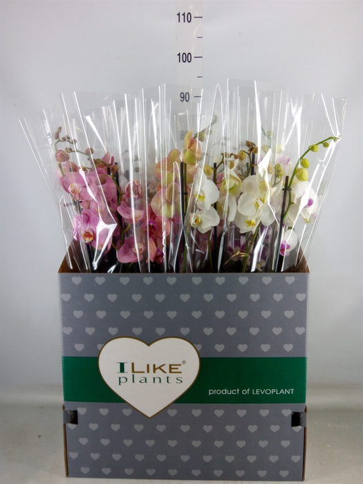 <h4>Phalaenopsis   ...mix</h4>