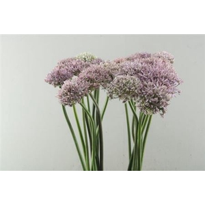 Allium Pink Jewel