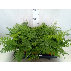 Asplenium parvati