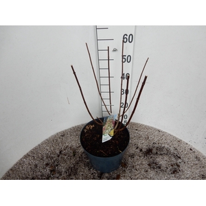 Hydrangea pan. Candlelight 50-60 P26