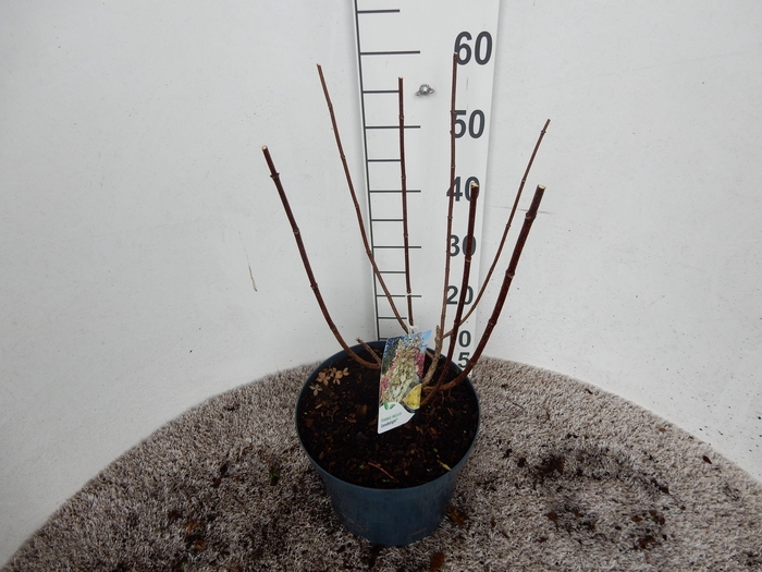 <h4>Hydrangea pan. Candlelight 50-60 P26</h4>