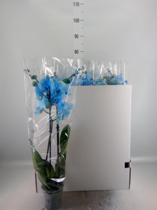 <h4>Phalaenopsis   ...</h4>