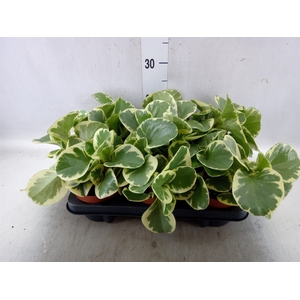 Peperomia obt. 'Variegata'