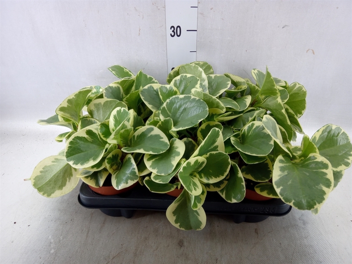 <h4>Peperomia obt. 'Variegata'</h4>