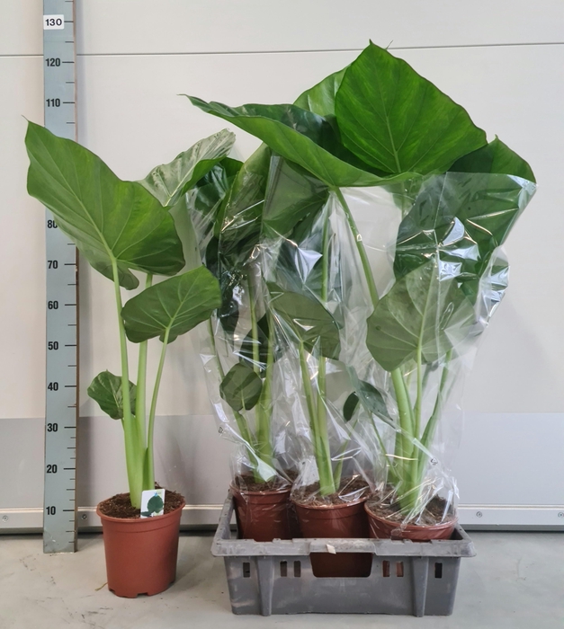 <h4>ALOC MACRORRHIZOS</h4>