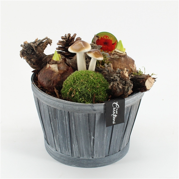 <h4>Arrangementen Hippeastrum H%</h4>