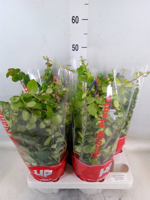 <h4>Aeschynanthus  'Pink Polka'</h4>