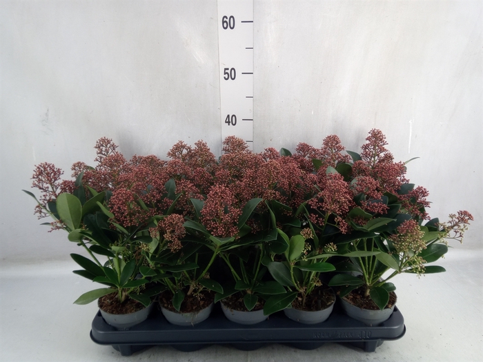 <h4>Skimmia jap. 'Rubella'</h4>