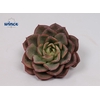 Echeveria Moranii Cutflower Wincx-5cm