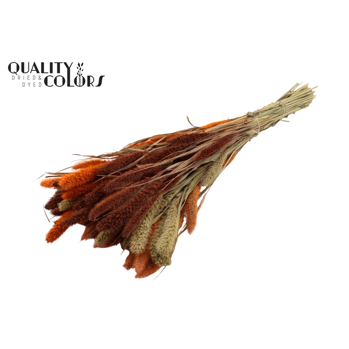 <h4>Setaria per bunch colourful 3</h4>