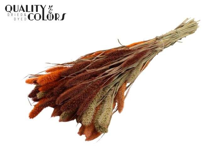 <h4>Setaria per bunch colourful 3</h4>