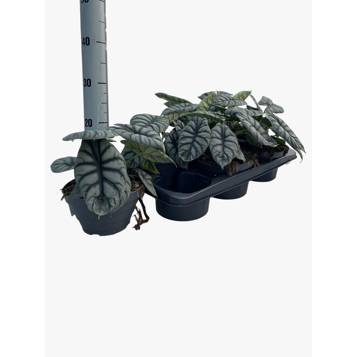 <h4>ALOC DRAGON SCALE</h4>