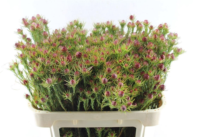 <h4>Leucad Jubilee Crown</h4>