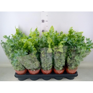 Phlebodium aureum 'Davana'