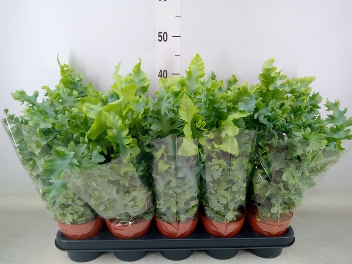 <h4>Phlebodium aureum 'Davana'</h4>