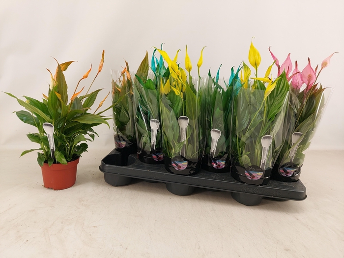 <h4>SPATH CHOPIN</h4>