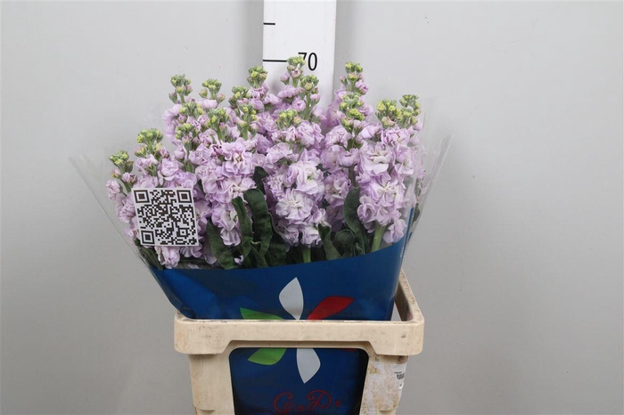 <h4>Matth Iron Marine</h4>