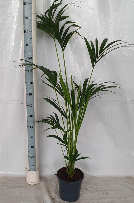 <h4>HOWEA FORSTERIANA</h4>