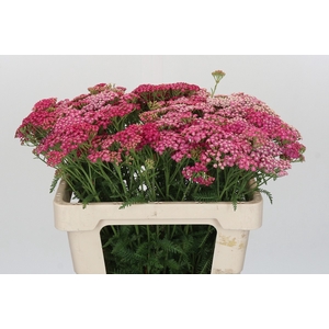 Achillea Millefolium Bianca Classic