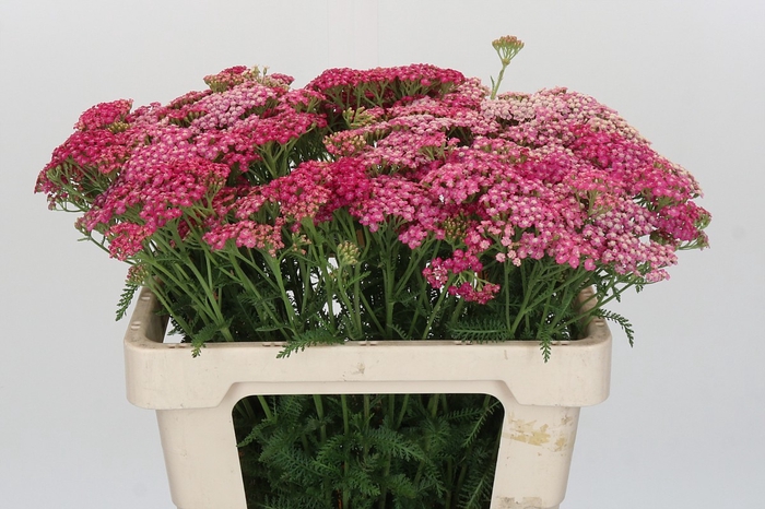 <h4>Achillea Millefolium Bianca Classic</h4>