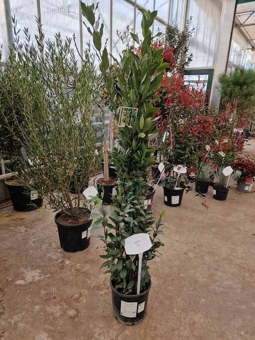 <h4>LAU NOBILIS</h4>