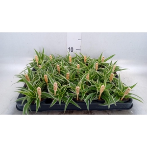 Chlorophytum com. 'Ocean'