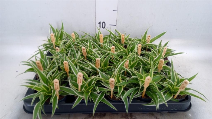 <h4>Chlorophytum com. 'Ocean'</h4>