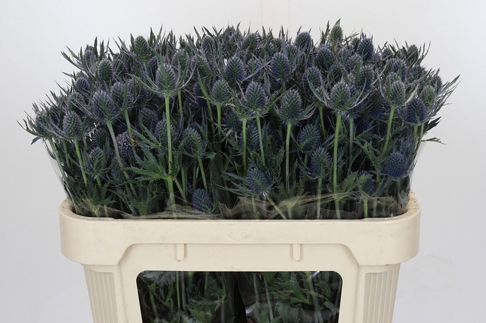 <h4>Eryngium Blue Dynamite</h4>