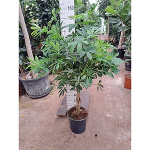 Schefflera arboricola 'Compacta' gevlochten stam 150