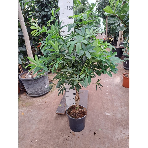 <h4>Schefflera arboricola 'Compacta' gevlochten stam 150</h4>