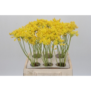 Allium Moly Jeannine
