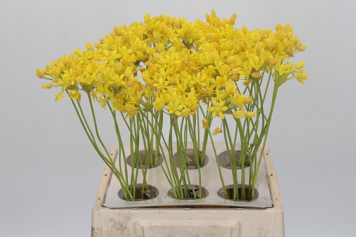 <h4>Allium Moly Jeannine</h4>