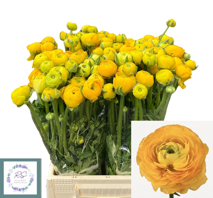 <h4>RAN EL YELLOW</h4>