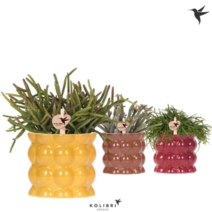 Kolibri Greens Rhipsalis mix in Cotton pot yellow mix