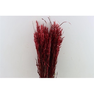 Dried Avena X5 Red Bunch