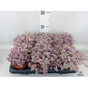 Callisia repens 'Rosato'