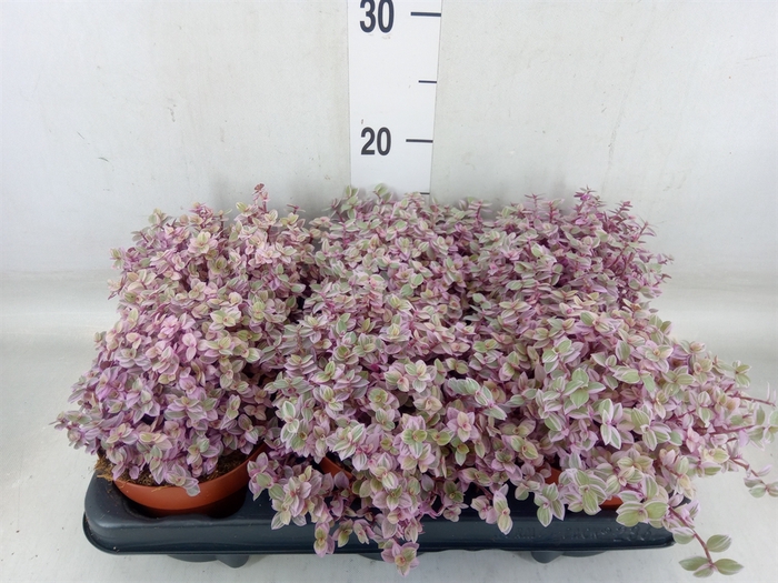 <h4>Callisia repens 'Rosato'</h4>