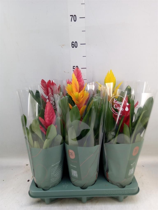 <h4>Vriesea   ...mix</h4>