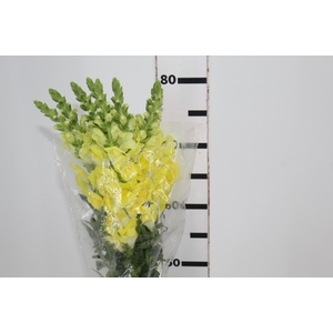 BOCA DE LEAO AMARELA 070 CM