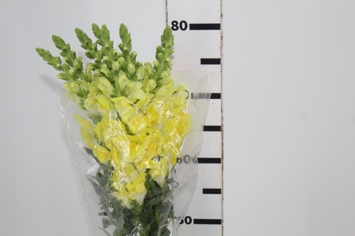 <h4>BOCA DE LEAO AMARELA 070 CM</h4>