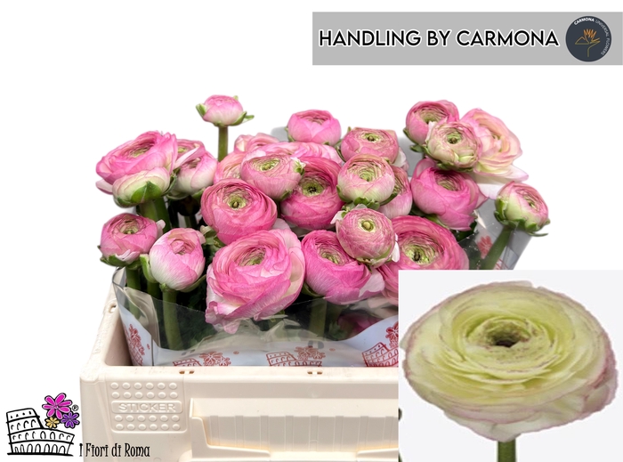 <h4>RAN SU FELICIDADE</h4>