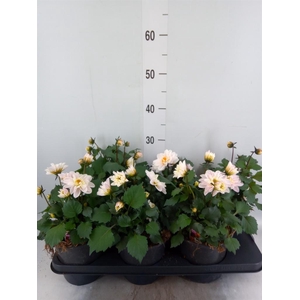 Dahlia  'Gardenetta Peach'