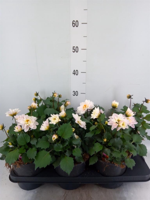 <h4>Dahlia  'Gardenetta Peach'</h4>
