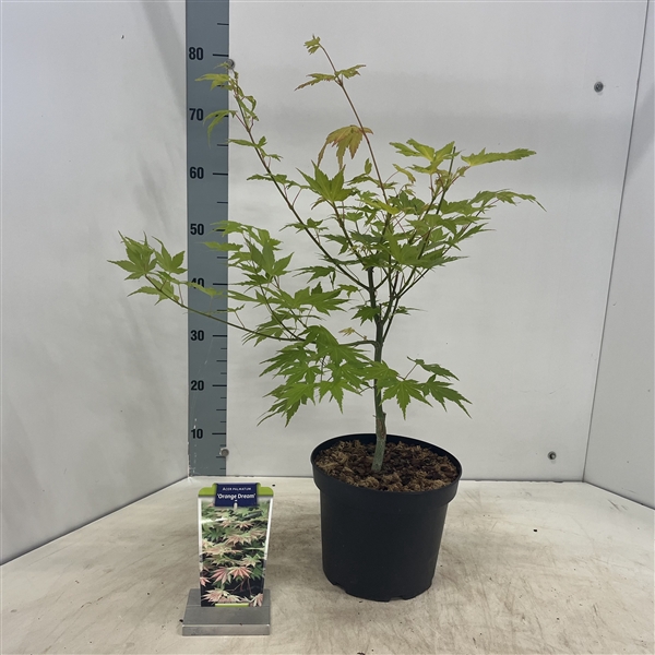 <h4>Acer pal. 'Orange Dream'</h4>