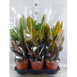 Codiaeum var. GR 'Excellent'